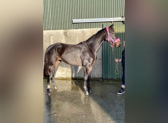 Cavallo sportivo irlandese, Giumenta, 5 Anni, 165 cm, Baio