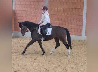 Cavallo sportivo irlandese, Giumenta, 5 Anni, 165 cm, Baio