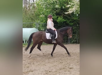 Cavallo sportivo irlandese, Giumenta, 5 Anni, 165 cm, Baio