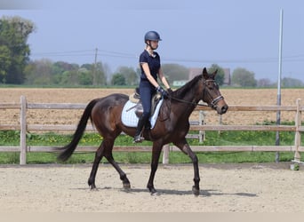 Cavallo sportivo irlandese, Giumenta, 5 Anni, 165 cm, Morello
