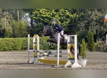 Cavallo sportivo irlandese, Giumenta, 5 Anni, 167 cm, Baio