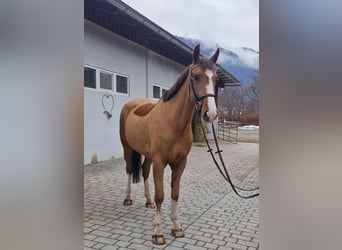 Cavallo sportivo irlandese, Giumenta, 5 Anni, 168 cm, Sauro