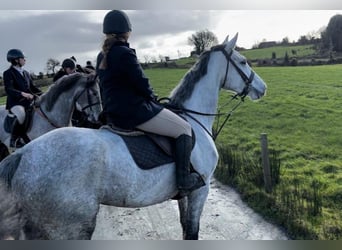 Cavallo sportivo irlandese, Giumenta, 5 Anni, 170 cm, Grigio