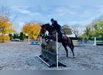 Cavallo sportivo irlandese, Giumenta, 5 Anni, 173 cm
