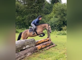 Cavallo sportivo irlandese, Giumenta, 6 Anni, 146 cm, Falbo