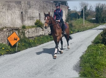 Cavallo sportivo irlandese, Giumenta, 6 Anni, 155 cm, Baio ciliegia
