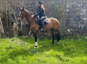 Cavallo sportivo irlandese, Giumenta, 6 Anni, 155 cm, Baio ciliegia