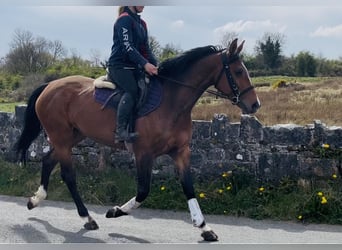 Cavallo sportivo irlandese, Giumenta, 6 Anni, 155 cm, Baio ciliegia