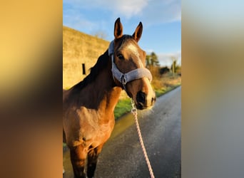 Cavallo sportivo irlandese, Giumenta, 6 Anni, 156 cm, Baio ciliegia