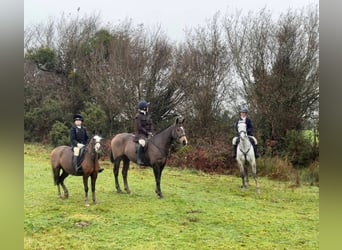 Cavallo sportivo irlandese, Giumenta, 6 Anni, 156 cm, Baio ciliegia