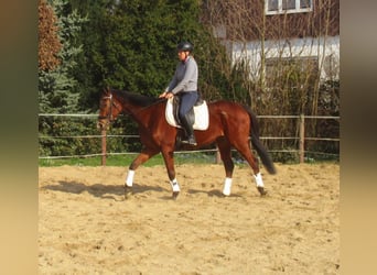 Cavallo sportivo irlandese, Giumenta, 6 Anni, 157 cm, Baio