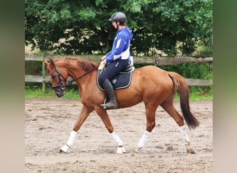 Cavallo sportivo irlandese Mix, Giumenta, 6 Anni, 157 cm, Sauro