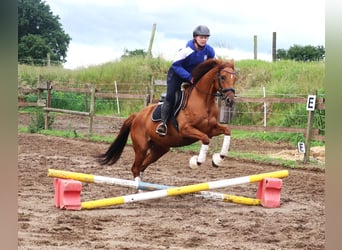 Cavallo sportivo irlandese Mix, Giumenta, 6 Anni, 157 cm, Sauro