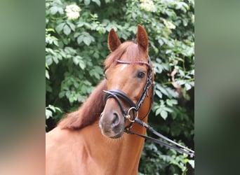 Cavallo sportivo irlandese Mix, Giumenta, 6 Anni, 157 cm, Sauro