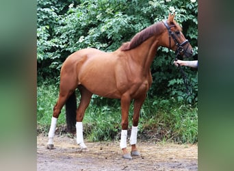 Cavallo sportivo irlandese Mix, Giumenta, 6 Anni, 157 cm, Sauro