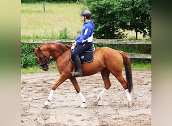 Cavallo sportivo irlandese Mix, Giumenta, 6 Anni, 157 cm, Sauro