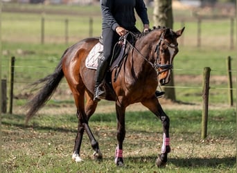 Cavallo sportivo irlandese Mix, Giumenta, 6 Anni, 158 cm, Baio