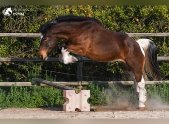 Cavallo sportivo irlandese Mix, Giumenta, 6 Anni, 158 cm, Pezzato