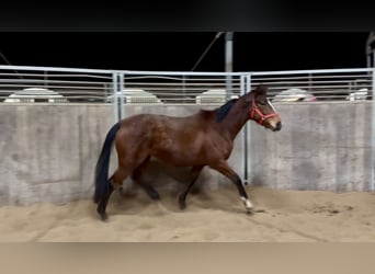 Cavallo sportivo irlandese, Giumenta, 6 Anni, 160 cm, Baio