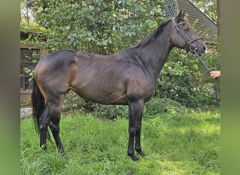 Cavallo sportivo irlandese, Giumenta, 6 Anni, 160 cm, Baio nero