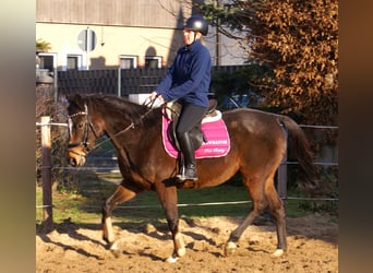 Cavallo sportivo irlandese, Giumenta, 6 Anni, 160 cm, Baio scuro