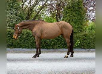 Cavallo sportivo irlandese, Giumenta, 6 Anni, 163 cm, Baio