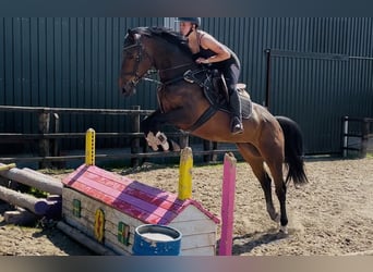 Cavallo sportivo irlandese, Giumenta, 6 Anni, 163 cm, Baio