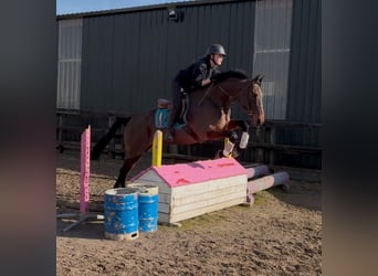Cavallo sportivo irlandese, Giumenta, 6 Anni, 164 cm, Baio ciliegia