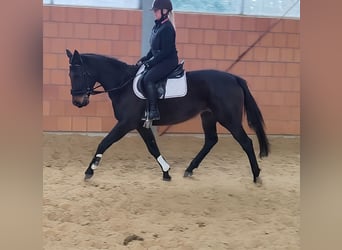 Cavallo sportivo irlandese, Giumenta, 6 Anni, 165 cm, Baio