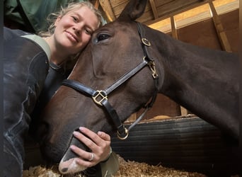 Cavallo sportivo irlandese, Giumenta, 6 Anni, 165 cm, Baio ciliegia