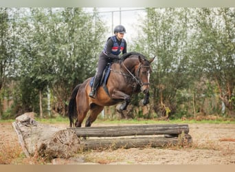 Cavallo sportivo irlandese, Giumenta, 6 Anni, 165 cm, Baio scuro
