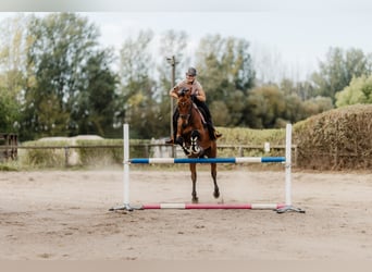 Cavallo sportivo irlandese, Giumenta, 6 Anni, 166 cm, Baio