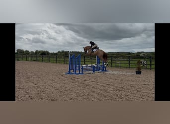 Cavallo sportivo irlandese, Giumenta, 6 Anni, 167 cm, Roano rosso