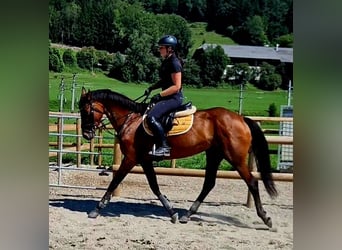 Cavallo sportivo irlandese, Giumenta, 6 Anni, 168 cm, Baio