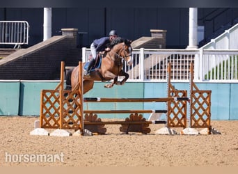Cavallo sportivo irlandese, Giumenta, 6 Anni, 168 cm, Baio ciliegia