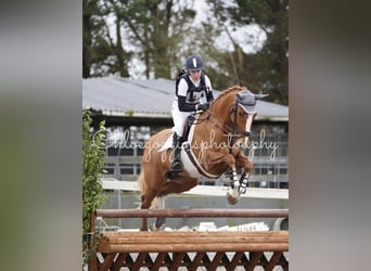Cavallo sportivo irlandese, Giumenta, 6 Anni, 168 cm, Sauro scuro