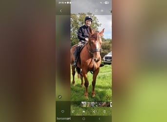 Cavallo sportivo irlandese, Giumenta, 6 Anni, 168 cm, Sauro scuro