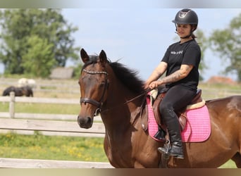 Cavallo sportivo irlandese, Giumenta, 6 Anni, 170 cm, Baio
