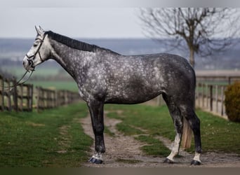 Cavallo sportivo irlandese, Giumenta, 6 Anni, 178 cm, Grigio pezzato