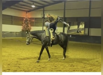 Cavallo sportivo irlandese, Giumenta, 6 Anni, 178 cm, Grigio pezzato