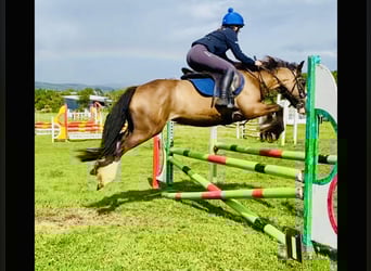 Cavallo sportivo irlandese, Giumenta, 7 Anni, 148 cm, Baio