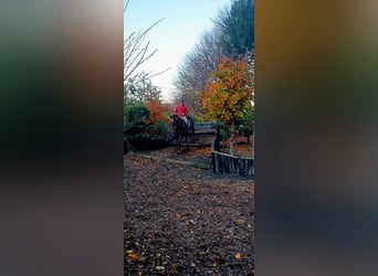 Cavallo sportivo irlandese, Giumenta, 7 Anni, 160 cm, Sauro scuro