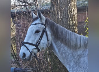 Cavallo sportivo irlandese, Giumenta, 7 Anni, 162 cm, Grigio pezzato