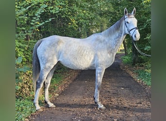 Cavallo sportivo irlandese, Giumenta, 7 Anni, 162 cm, Grigio pezzato