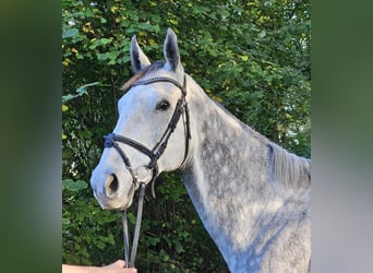 Cavallo sportivo irlandese, Giumenta, 7 Anni, 162 cm, Grigio pezzato