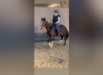 Cavallo sportivo irlandese, Giumenta, 7 Anni, 163 cm, Baio