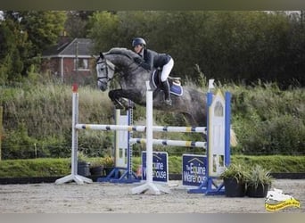 Cavallo sportivo irlandese, Giumenta, 7 Anni, 163 cm, Grigio pezzato