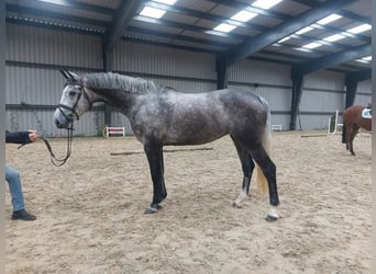 Cavallo sportivo irlandese, Giumenta, 7 Anni, 163 cm, Grigio pezzato