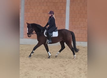 Cavallo sportivo irlandese, Giumenta, 7 Anni, 165 cm, Baio