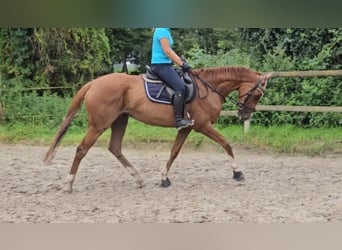 Cavallo sportivo irlandese, Giumenta, 7 Anni, 165 cm, Sauro scuro